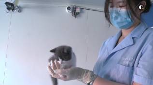 Ajo, el primer gato clonado en China