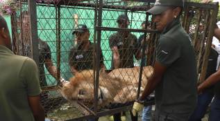 Júpiter, el león que despertó la indignación de Colombia