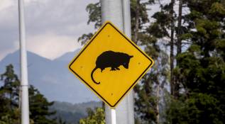 La expansión urbana en el Valle de Aburrá limita los hábitats de las especies y la alta velocidad de los vehículos es otro factor de riesgo para ellas. FOTO: Camilo Suárez