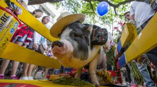Mascotas con actitud disfrutan la Feria de las Flores