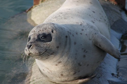 La foca Weddell es conocida por realizar inmersiones de hasta 600 metros. Foto: Unsplash