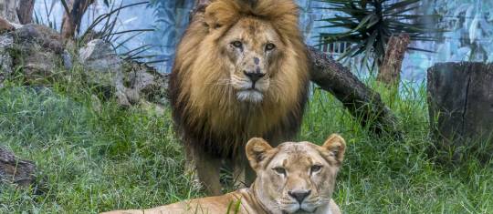 El zoológico alberga animales de 160 especies que fueron víctimas del tráfico ilegal y no pueden retornar a su hábitat FOTO Juan Antonio Sánchez