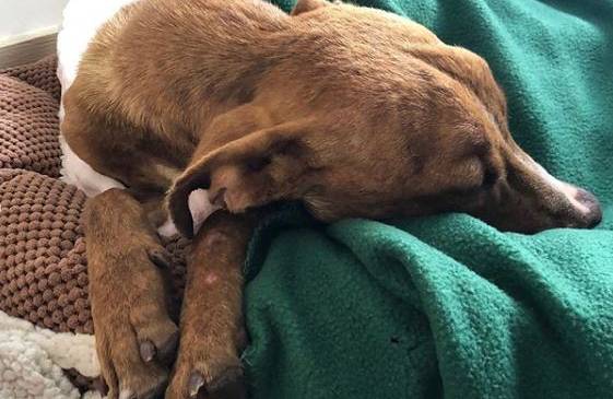 “Milagro” como fue llamado el perro, se encuentra en recuperación FOTO TOMADA INSTAGRAM Big Dog Ranch Rescue