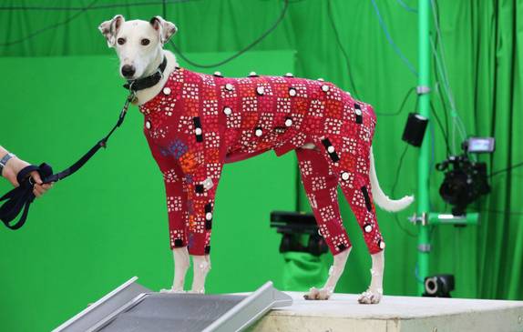 Los datos de movimiento de los perros permitirá crear animaciones de animales más realistas en las películas y los videojuegos. FOTO: Cortesía Anna Barclay, University of Bath.
