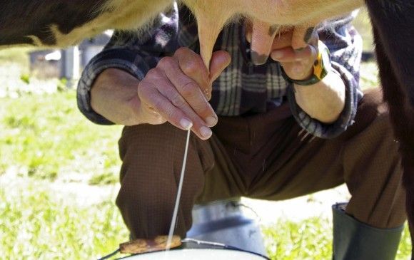 Animales vivos, leche y derivados, preparaciones de carne, abonos, aguacate hass están en la baraja de los que más se movieron a mayo. FOTO SSTOCK