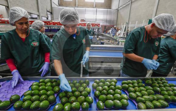 En la planta de producción de Westfalia trabajan 100 personas. Demoran día y medio en preparar el contenedor hacia EE. UU., cuando uno para Europa lo alistan en 4 horas. FOTO Róbinson Sáenz