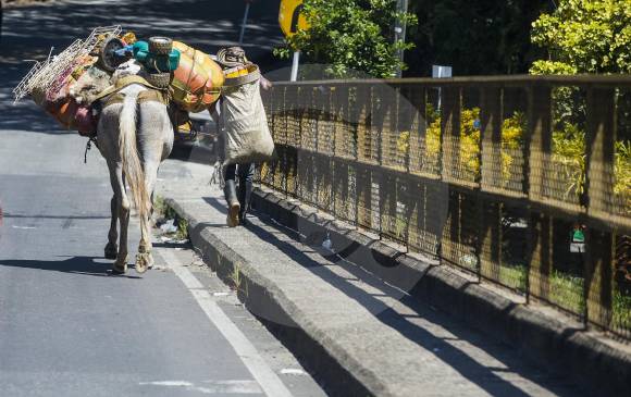 Según la Personería, Medellín es el primer destino de los desplazados del Bajo Cauca. Algunas familias también han llegado a Yarumal, en el Norte de Antioquia. FOTO julio César Herrera