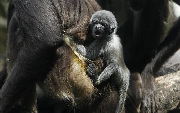Con las reproducciones de animales silvestres, el zoológico Santa Fe busca aportar a los programas de conservación. FOTO EFE