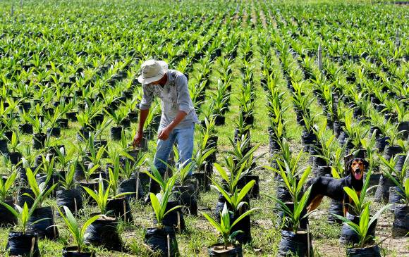 En Latinoamérica, Brasil es el país con el mayor número de hectáreas sembradas certificadas por Rspo con 34.146. FOTO COLPRENSA