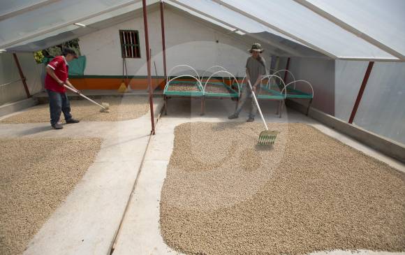 En Antioquia se contabilizan 79.529 familias cafeteras que tienen 123.281 hectáreas de cafetales. FOTO Manuel Saldarriaga
