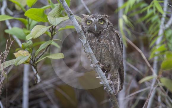 Liberación de fauna silvestre en el Magdalena Medio antioqueño por parte de Corantioquia, Área Metropolitana y el CES.