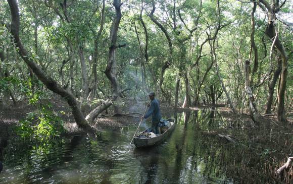 La Vía Parque Isla salamanca es una selva de manglares. Su suelo es de ciénagas de estuario (mezcla de agua dulce y salada) unidas por caños en los que se practica pesca de subsistencia, la única permitida en esta reserva. Foto: Juan Antonio Sánchez Ocampo