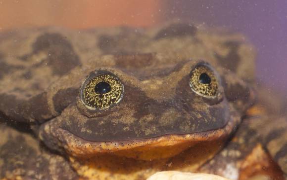 Foto: Matias Careaga, Museo de Historia Natural Alcide d’Orbigny