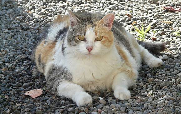 Diabetes y problemas osteoarticulares, entre los males que genera la obesidad en gatos. Foto U. Nacional