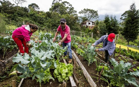 Arriba: Angélica, Efraín y Alberto, al cuidado de la huerta familiar. Abajo: Efraín, con las lechugas, calabacines y cilantro que él mismo cultivó. FOTO Jaime Pérez Munévar