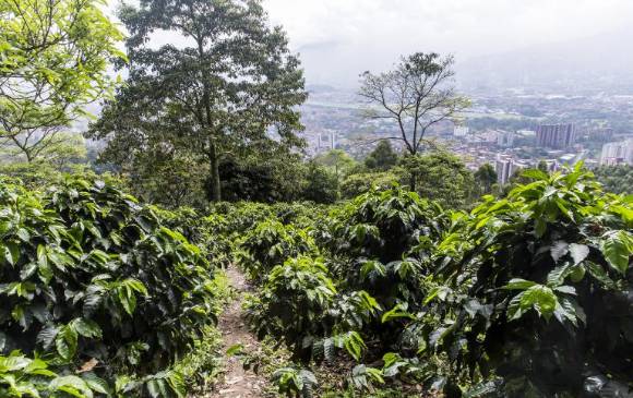 Baja la producción de café en 14,5 %