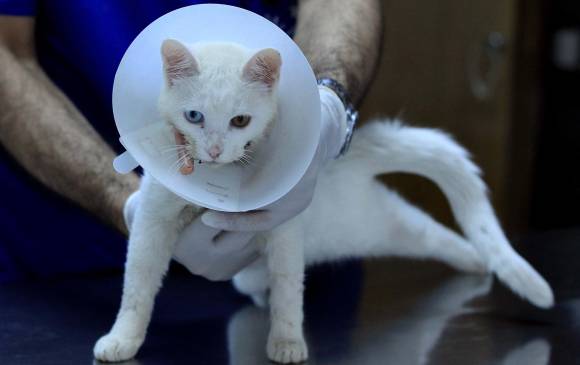 Para los perros y los gatos también hay opción de prepararse para una futura enfermedad. FOTO Jaime Pérez