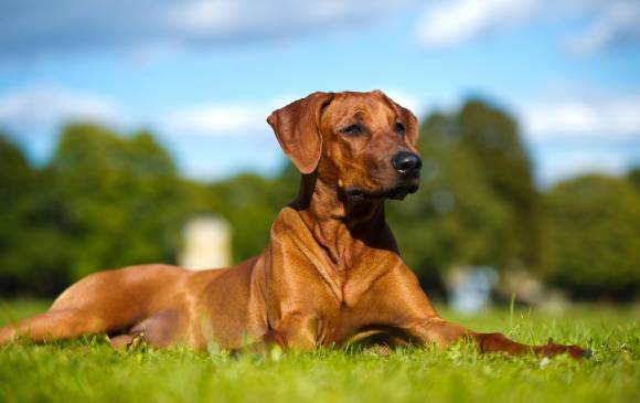 En el primer año el perro se desarrolla rápido. FOTO sstock