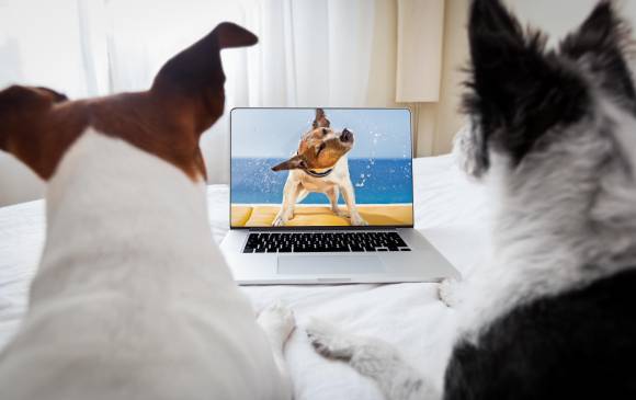Música para mascotas en esta Navidad. Foto: Sstock