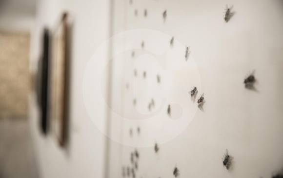 Las moscas son elementos presentes en la obra de David Manzur. En alguna ocasión señaló que estas tenían una connotación anímica, pero también humorística, de sus cuadros. FOTO Mario Valencia