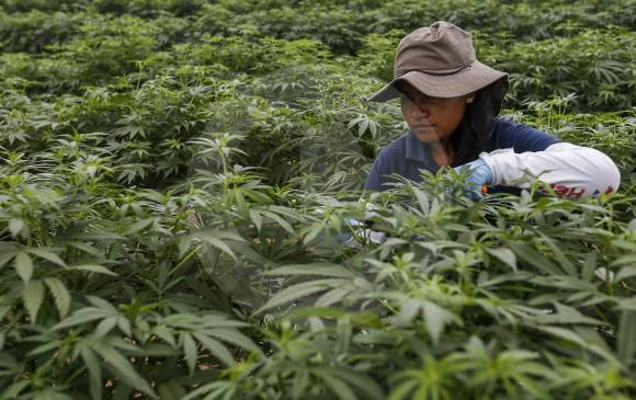 La empresa PharmaCielo, ubicada en el Oriente antioqueño, ha solicitado ante el ICA el registro de 20 cepas de cannabis, proceso que está en curso y del que espera aprobación. FOTO Santiago Mesa