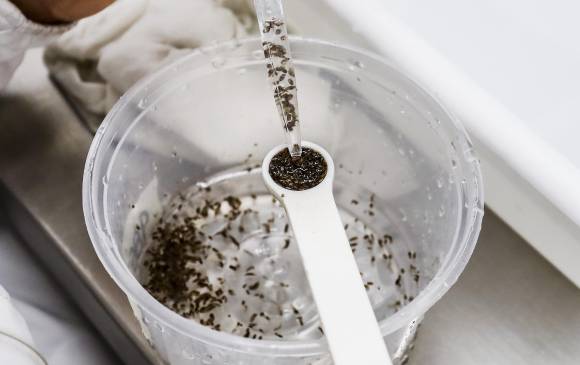 El único insectario que produce mosquitos contra el dengue en Colombia está en Antioquia. . Foto: Jaime Pérez Munévar El único insectario que produce mosquitos contra el dengue en Colombia está en Antioquia. . Foto: Jaime Pérez Munévar