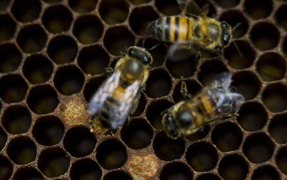 Cultivo de abejas (apiario) en el municipio de Jericó, perteneciente a la empresa Apiarios Ketitlen, que tiene colmenas de especies como la Apis Melifera, y diferentes especies de abejas meliponas o angelitas. Foto: Esteban Vanegas Londoño