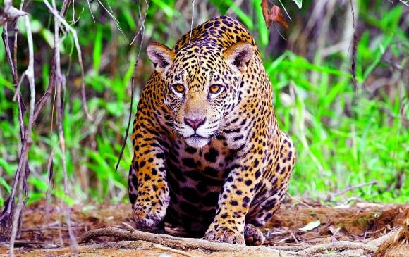 ¿Qué hacer para salvar el jaguar en el país?