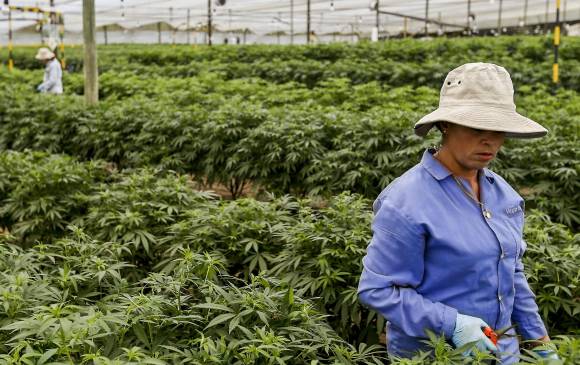 ONU reconoce oficialmente propiedades medicinales del cannabis. FOTO SANTIAGO MESA