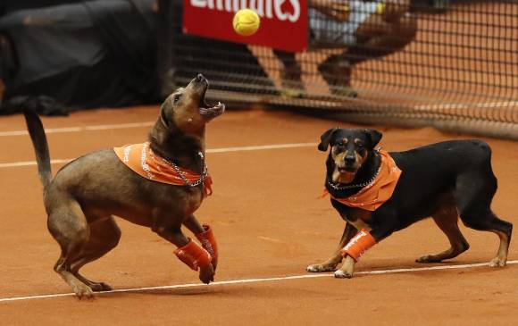 Perros entrenados para recoger las bolas de tenis participaron en un evento de exhibición con el objetivo de promover la adopción de animales callejeros. FOTO EFE/Sebastião Moreira Perros entrenados para recoger las bolas de tenis participaron en un evento de exhibición con el objetivo de promover la adopción de animales callejeros. FOTO EFE/Sebastião Moreira