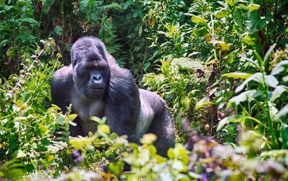 Pasar un día con gorilas en Ruanda hace parte del turismo de lujo que crece en este 2018. Vale $5.000.000 por persona. FOTO sstock
