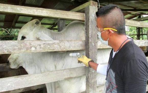 Segundo brote de aftosa desde que se le quitó el estatus de libre de aftosa con vacunación en Colombia