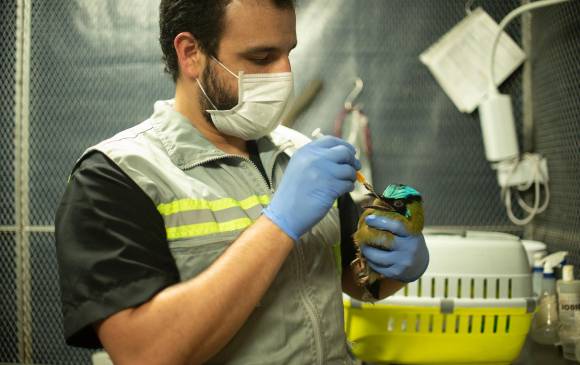 Aves, reptiles y anfibios, entre otros, han sido atendidos por las autoridades ambientales este año. FOTO: CORTESÍA DEL AMVA. Aves, reptiles y anfibios, entre otros, han sido atendidos por las autoridades ambientales este año. FOTO: CORTESÍA DEL AMVA.