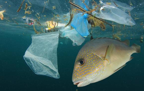 Resultado de imagen para plastico en el oceano