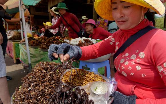 La tarántula no forma parte de las especies en peligro de Camboya pero la deforestación masiva destruye su hábitat natural. FOTO: Afp