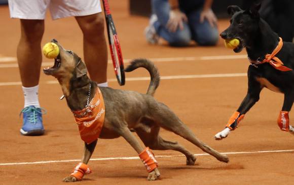 Perros entrenados para recoger las bolas de tenis participaron en un evento de exhibición con el objetivo de promover la adopción de animales callejeros. FOTO EFE/Sebastião Moreira