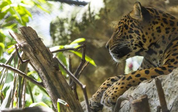 El proyecto Huella Viva ha logrado avistamientos de grandes felinos, como el jaguar y el puma, en los territorios del Oriente y el Magdalena Medio antioqueños. FOTO cortesía programa huella viva