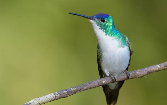 Antioquia encabeza el reporte de aves avistadas en Colombia durante el Global Big Day. Foto: Cortesía ebird.org.
