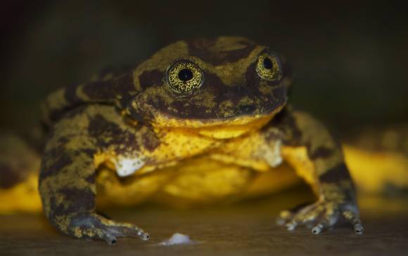 Foto: Teresa Camacho Badani, Museo de Historia Natural Alcide d’Orbigny