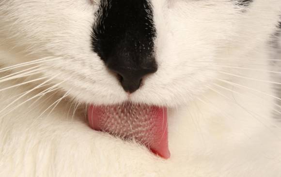 Un gato de 2,2 kilos debe expeler calor a una tasa de 5,7 vatios para no recalentarse. Esa lengua llena de papilas particulares, le ayuda. FOTO cortesía Candler HoBbs