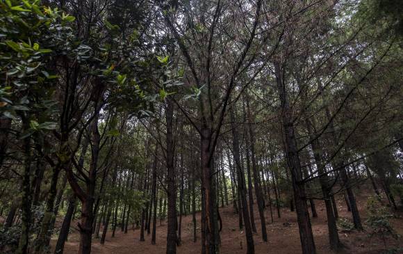 Diego Arias sufrió un intento de robo en el sendero que va de la torre del incendio hacia el cerro Pan de Azúcar. Foto para ilustrar. Crédito: Santiago Mesa Rico