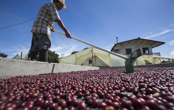 En junio Estados Unidos dejará el Acuerdo Internacional del Café. Foto: El Colombiano.