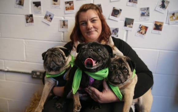 El pug es una raza canina que tiene a China como lugar de origen histórico. Fotos AFP