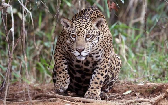 El jaguar tiene la mordida más potente de todos los felinos y rompe hasta caparazones de tortugas. También es uno de los animales más importantes dentro de la cosmovisión prehispánica, de ahí su presencia central en distintas artesanías y orfebrerías indígenas. FOTO Charles Sharp-P. Blachier