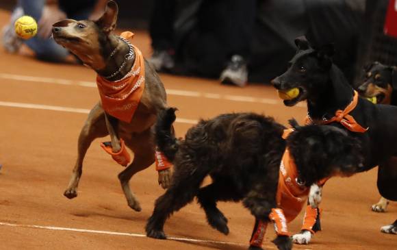 Todos los perros quieren agarrar las pelotas. FOTO Efe/Sebastião Moreira Todos los perros quieren agarrar las pelotas. FOTO Efe/Sebastião Moreira