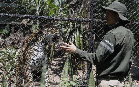 ¿Pierden los animales el miedo a los depredadores tras contacto humano?