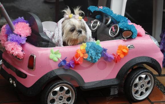 El Shih Tzu, aunque en carro, también se mojó.