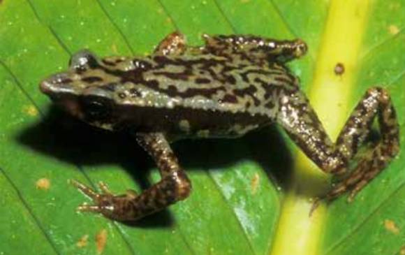 Macho Atelopus quimbaya recolectado en 1994 en Ucumarí. Foto J.D. Lynch