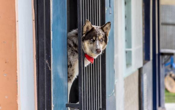 Mascotas, una gran compañía durante la emergencia del covid 19. Foto: Juan Antonio Sánchez Ocampo Mascotas, una gran compañía durante la emergencia del covid 19. Foto: Juan Antonio Sánchez Ocampo