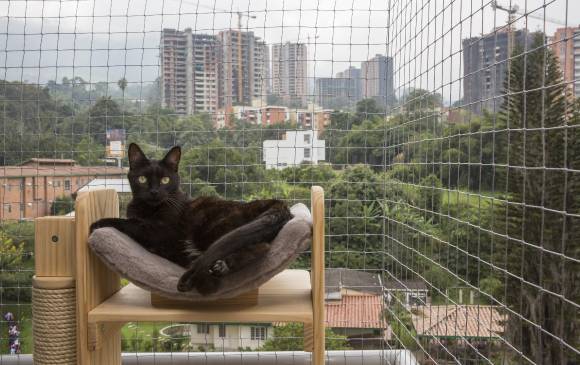 Las fiestas de fin de año son un dolor de cabeza para las mascotas. Foto: Archivo